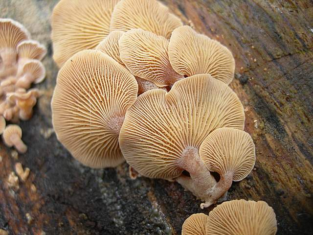 Panellus stipticus var. albidotomentosus  ?